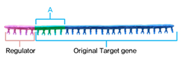 Structure of CLP™Technology image