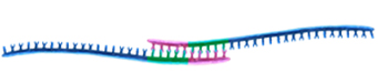 Primer locking by CLP™Homo-dimer image